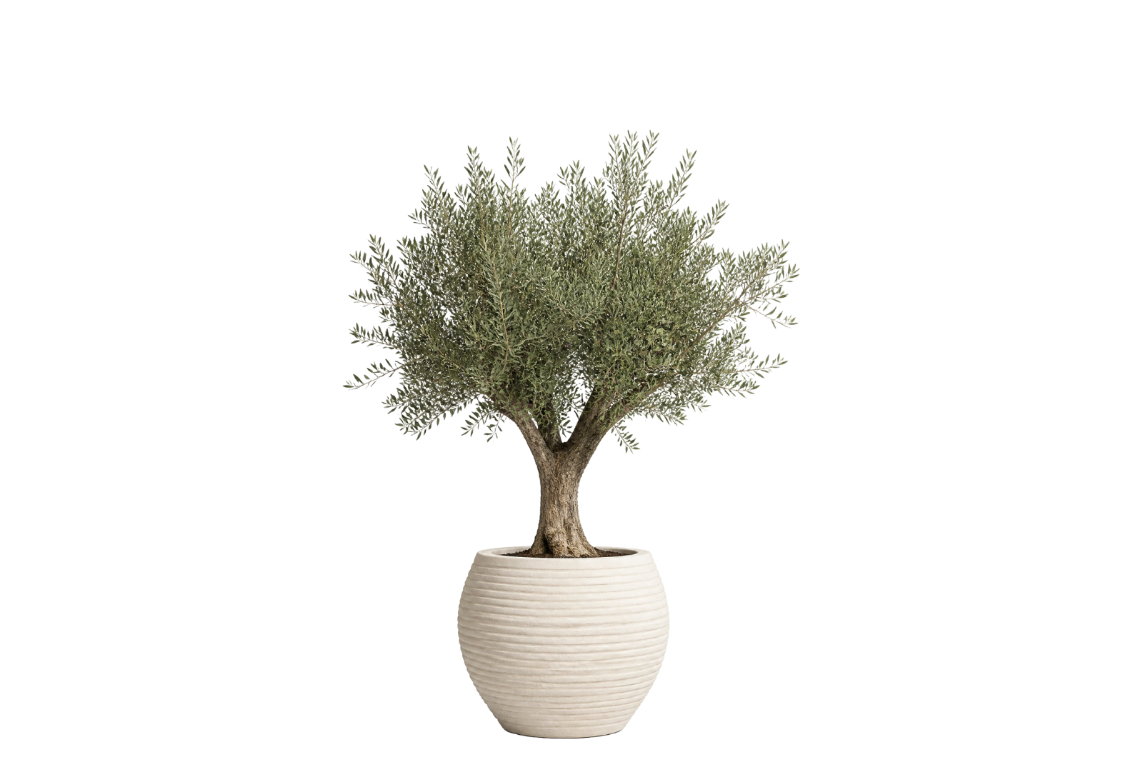 Potted Olive Tree