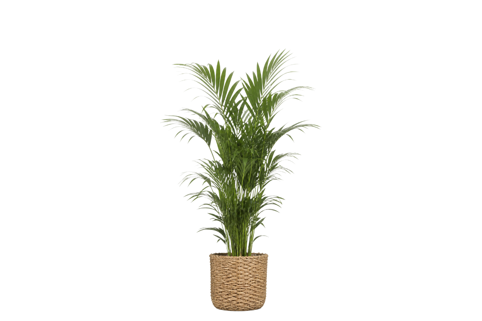 Kentia Palm IN Woven Basket