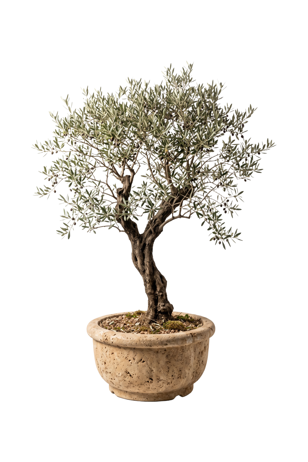 Olive Tree Terracotta Pot
